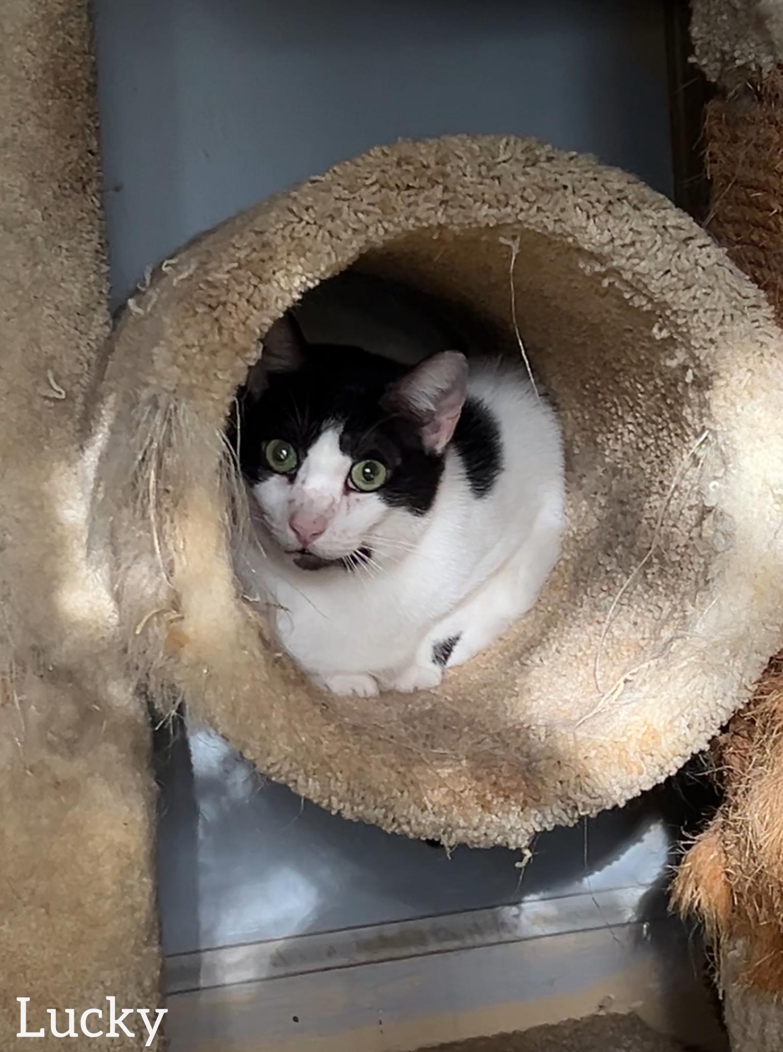 Enlarge Lucky , a ADOPTABLE Domestic Short Hair in Dyersburg, TN image 3/6