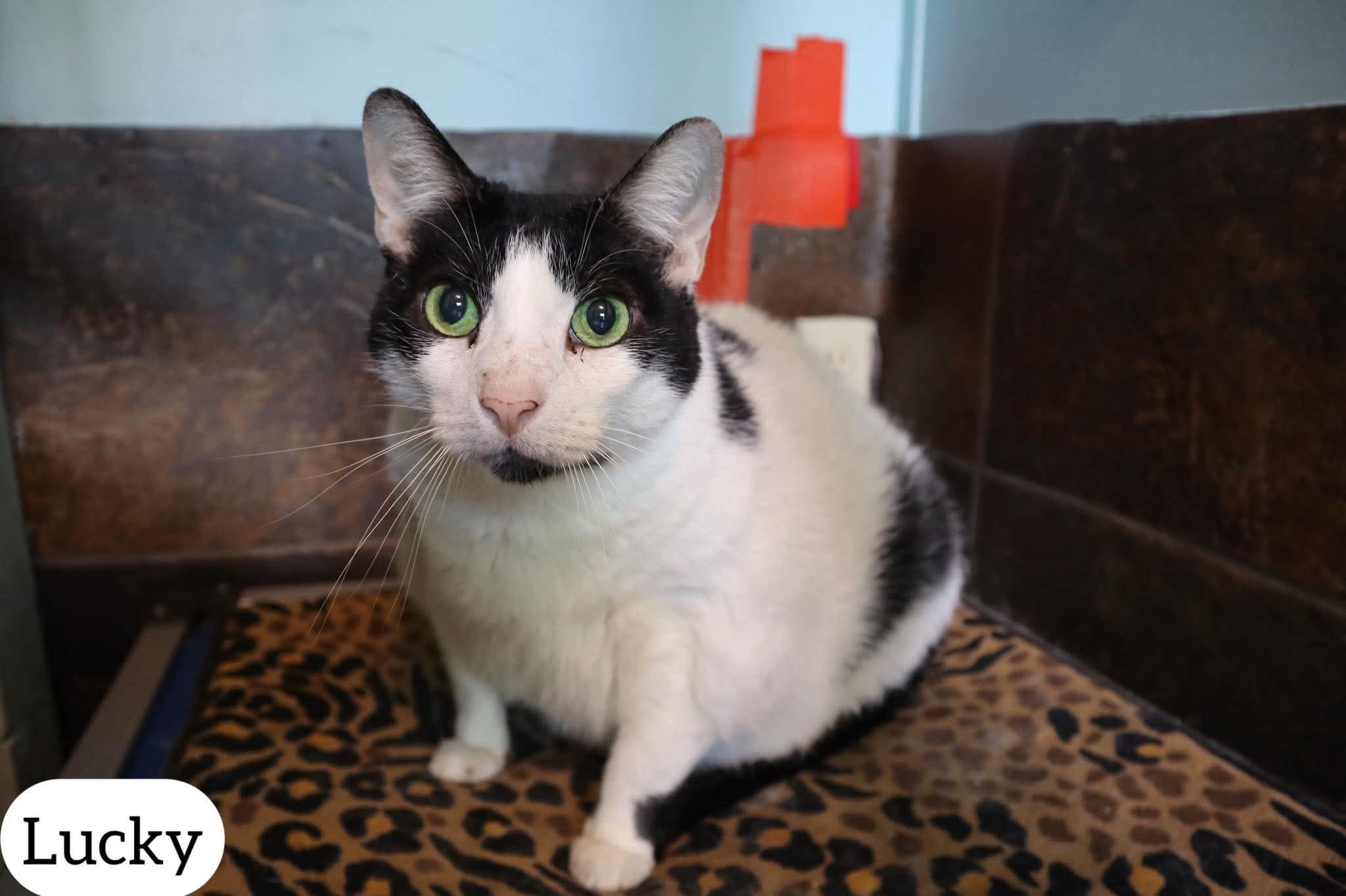 Enlarge Lucky , a ADOPTABLE Domestic Short Hair in Dyersburg, TN image 1/6