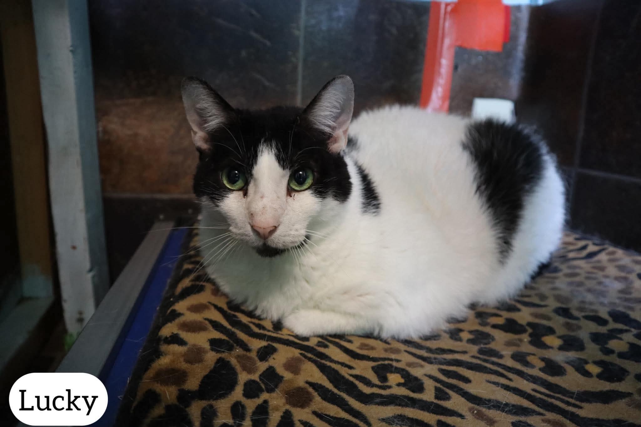 Enlarge Lucky , a ADOPTABLE Domestic Short Hair in Dyersburg, TN image 6/6