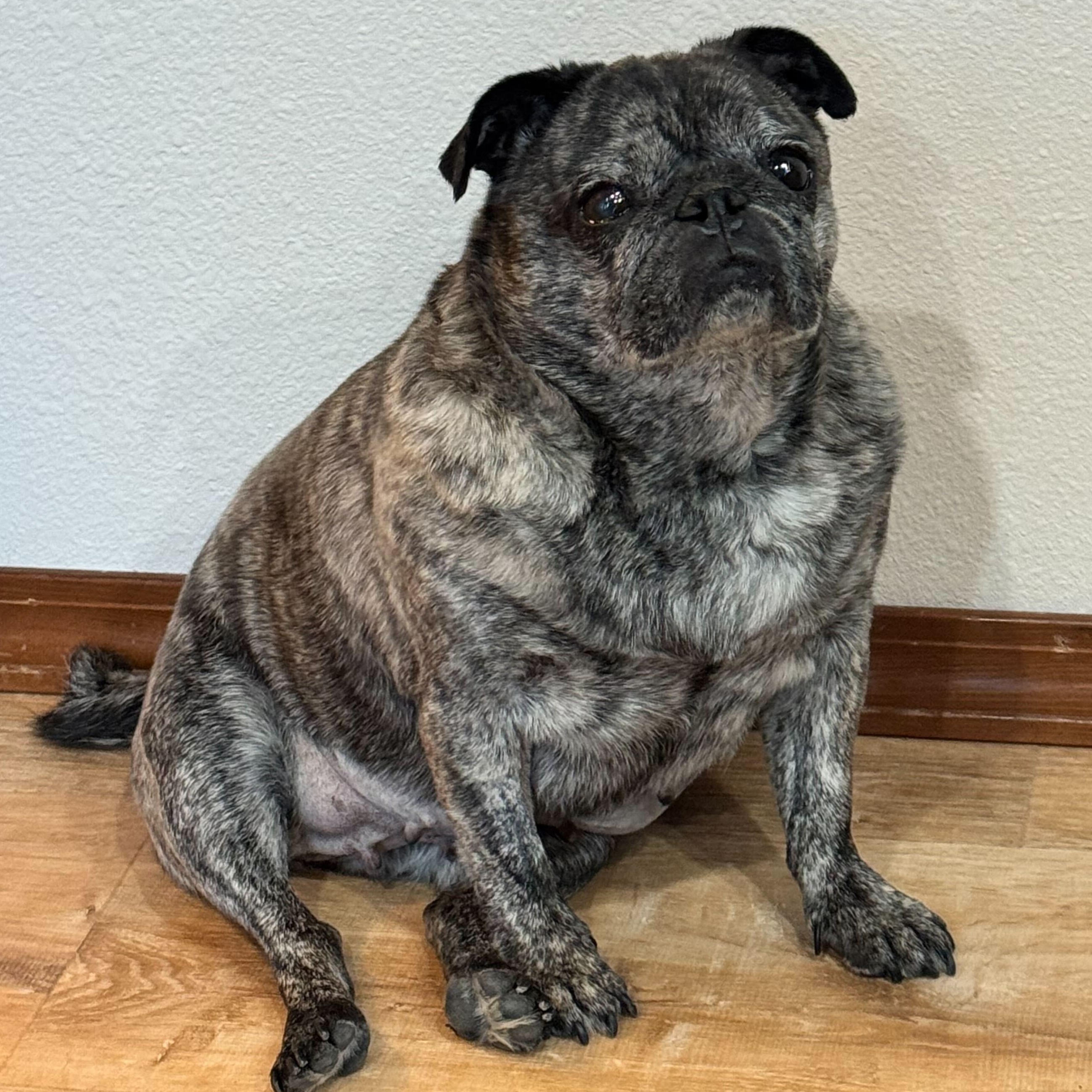 Paisley, ADOPTABLE, Senior Female Pug.