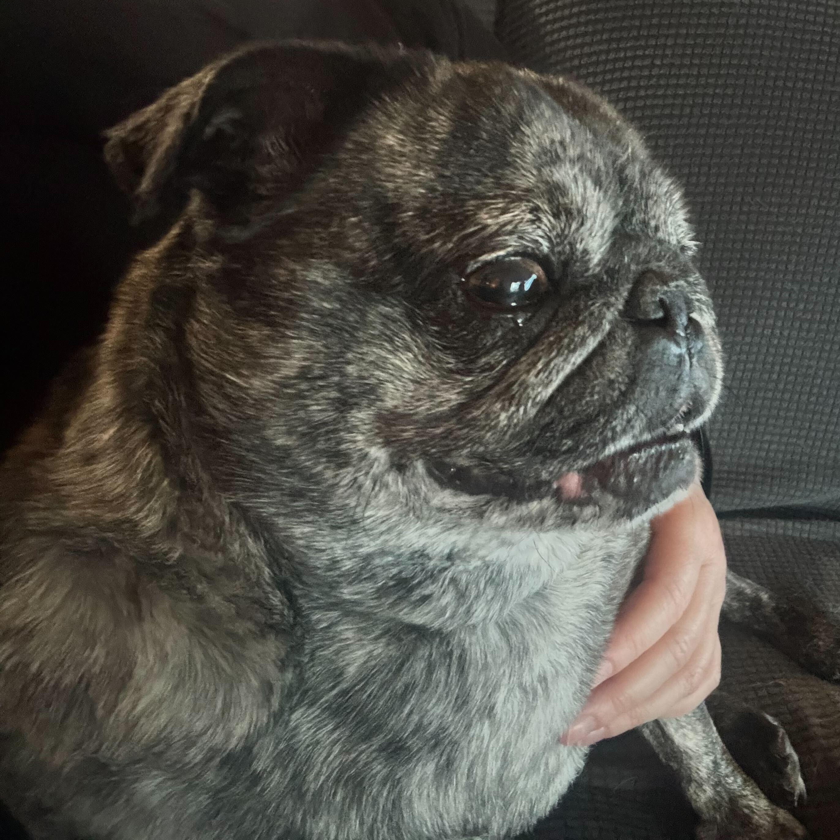 Enlarge Paisley, a ADOPTABLE Pug in Ellensburg, WA image 2/2