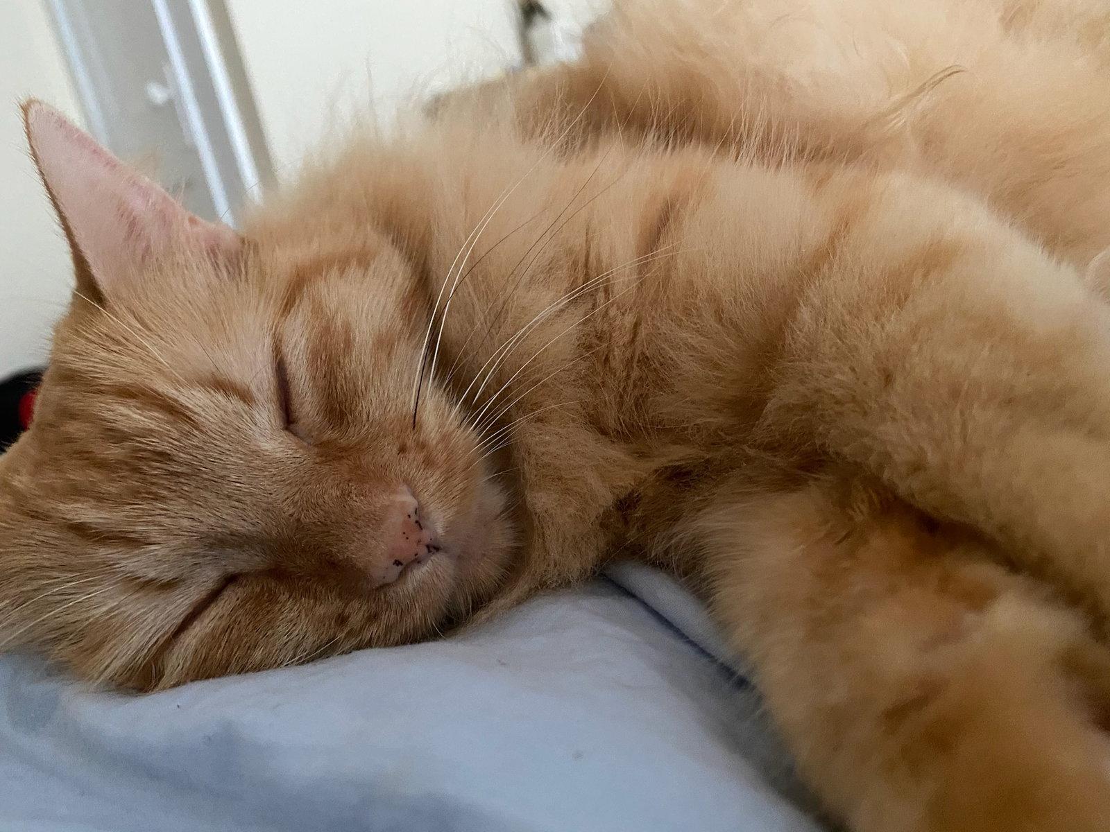 Caviera, Adopted, Adult Female Maine Coon & Domestic Long Hair.