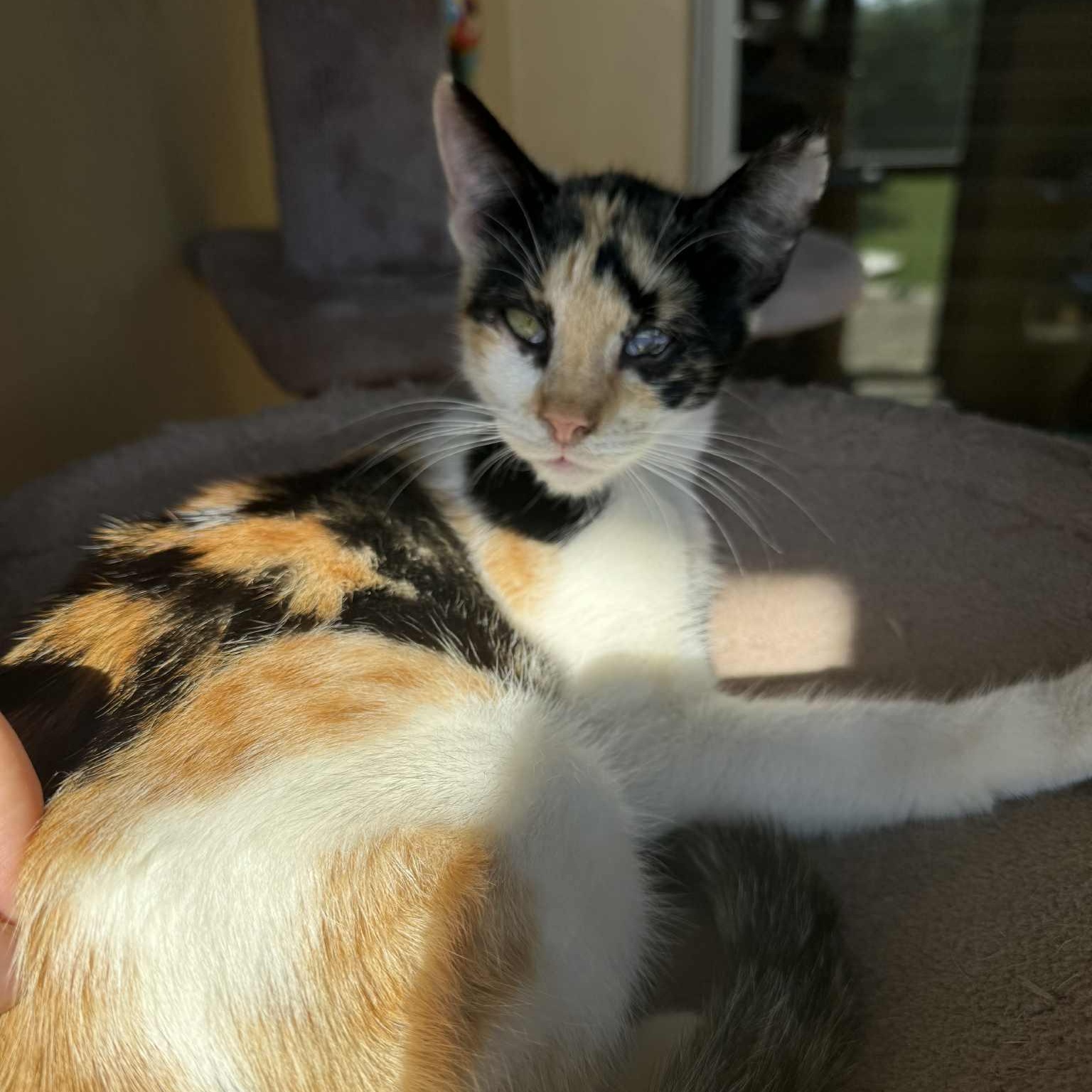 Petunia, Adoptable, Kitten Female Calico.