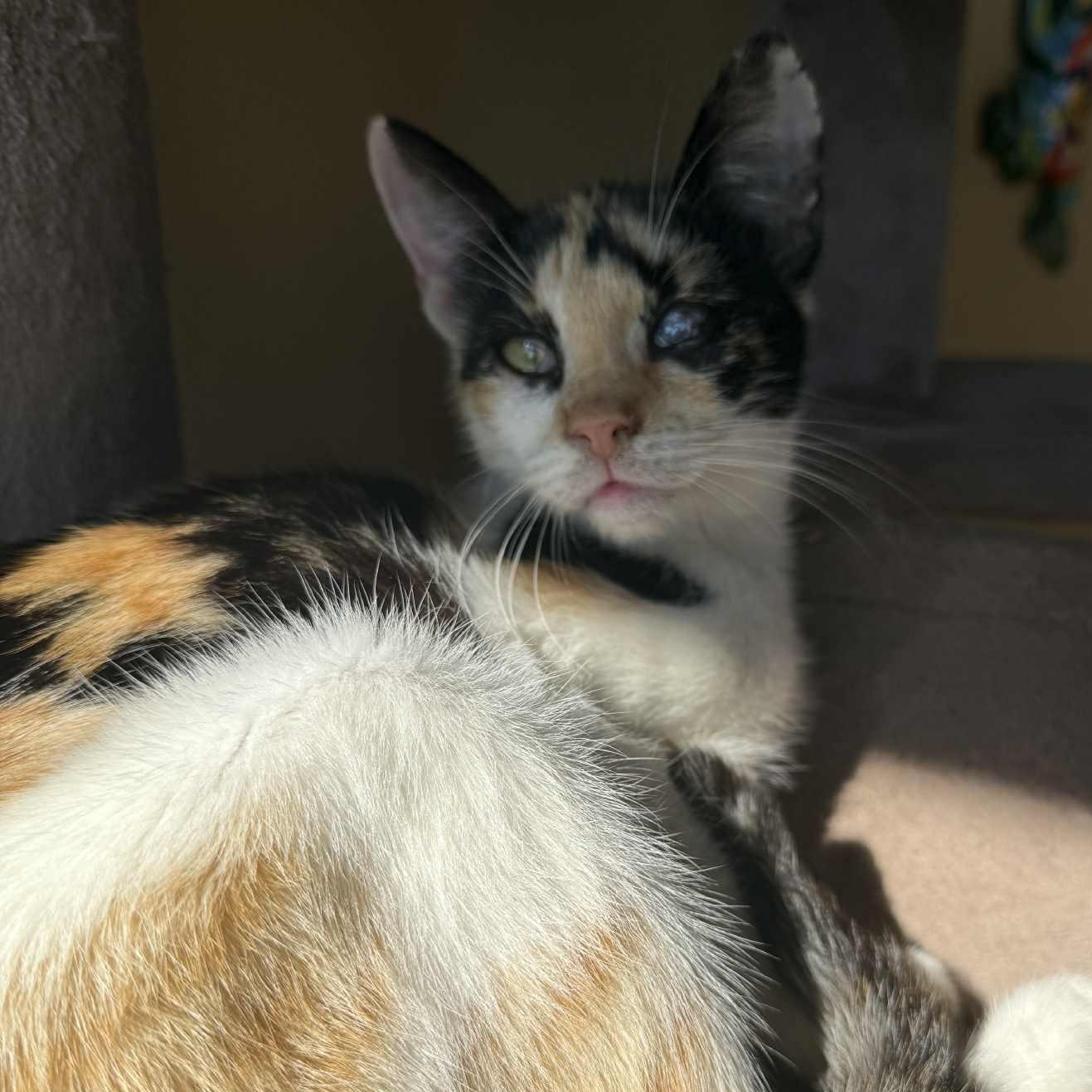 Petunia, a Adoptable Calico in Seabrook, NH image 3/3