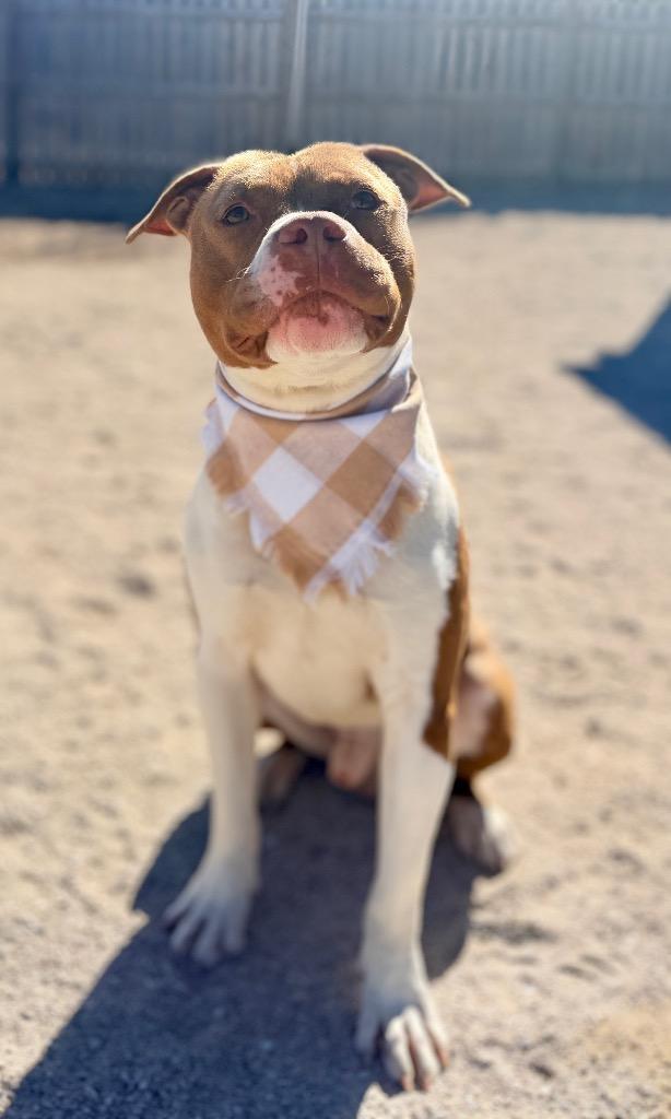 Pluto, Adoptable, Adult Male Mixed Breed.