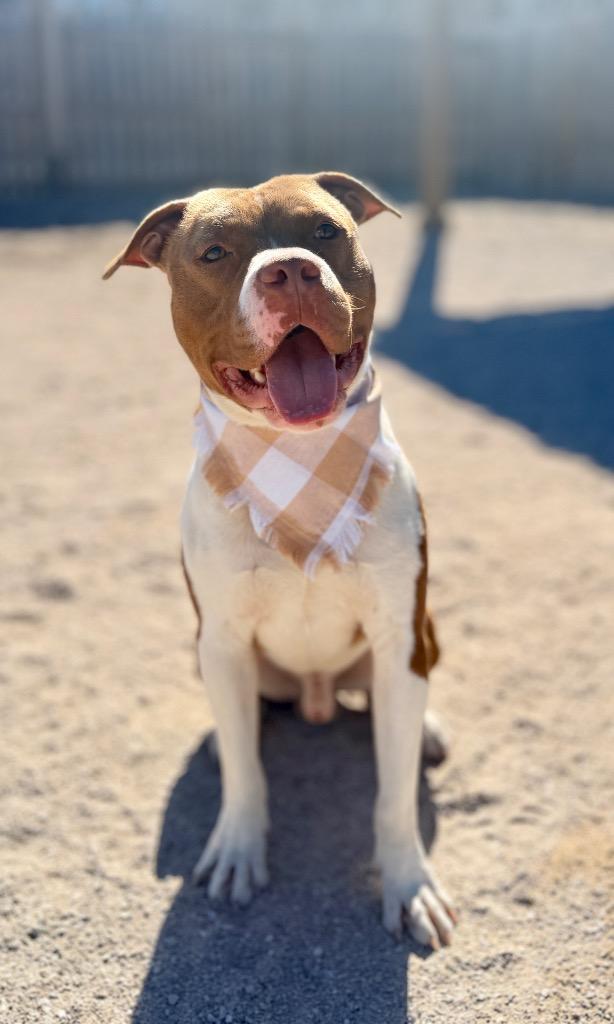 Enlarge Pluto, a Adoptable Mixed Breed in Muskegon, MI image 2/3
