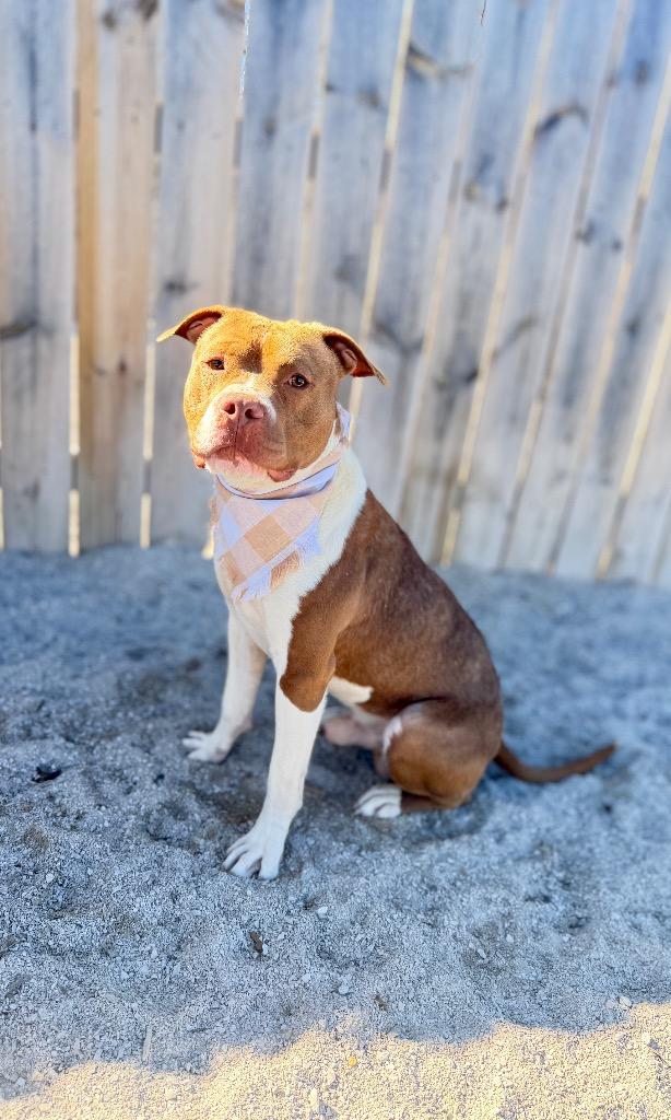 Enlarge Pluto, a Adoptable Mixed Breed in Muskegon, MI image 3/3