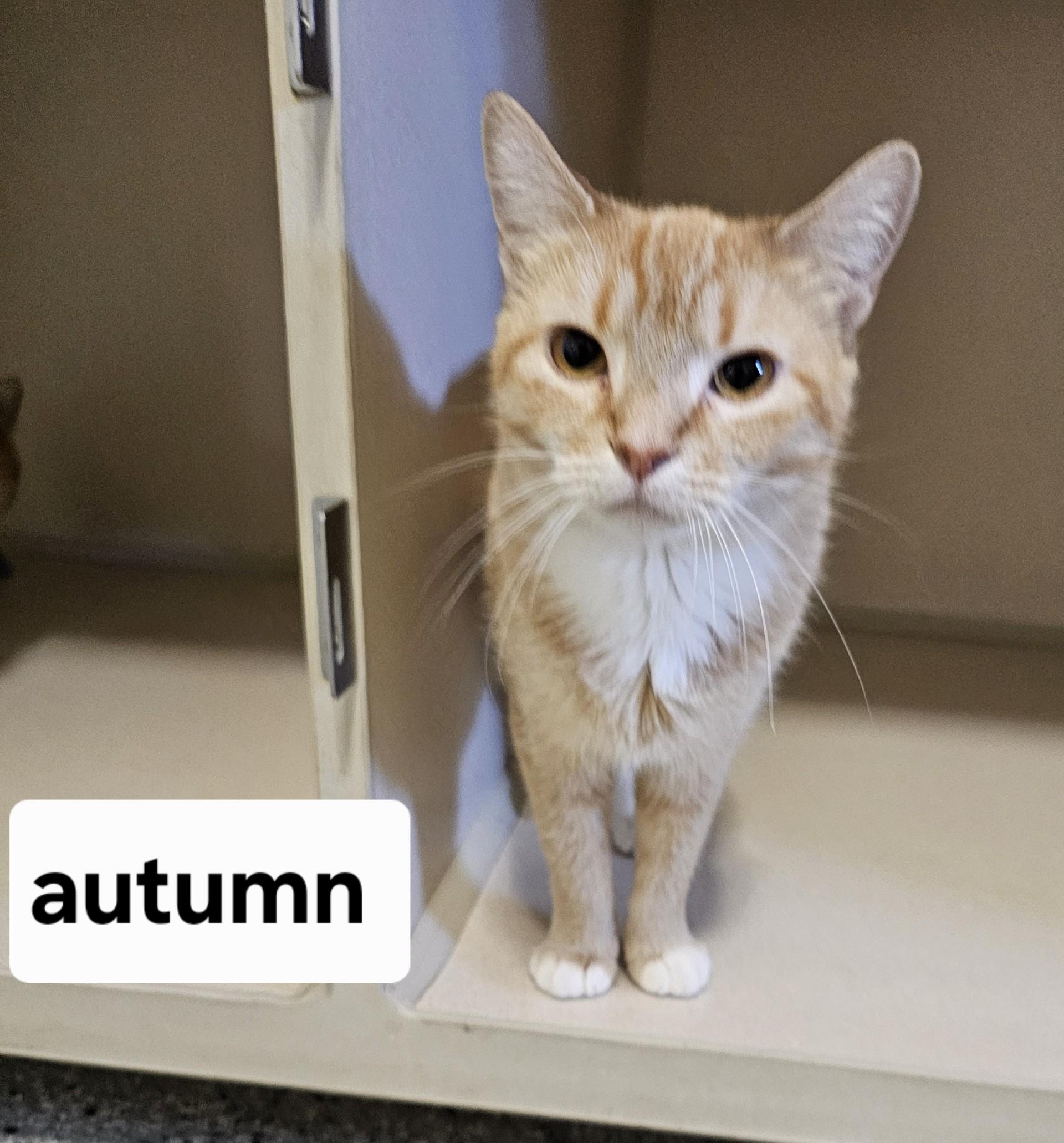 Autumn, ADOPTABLE, Adult Female Domestic Short Hair.