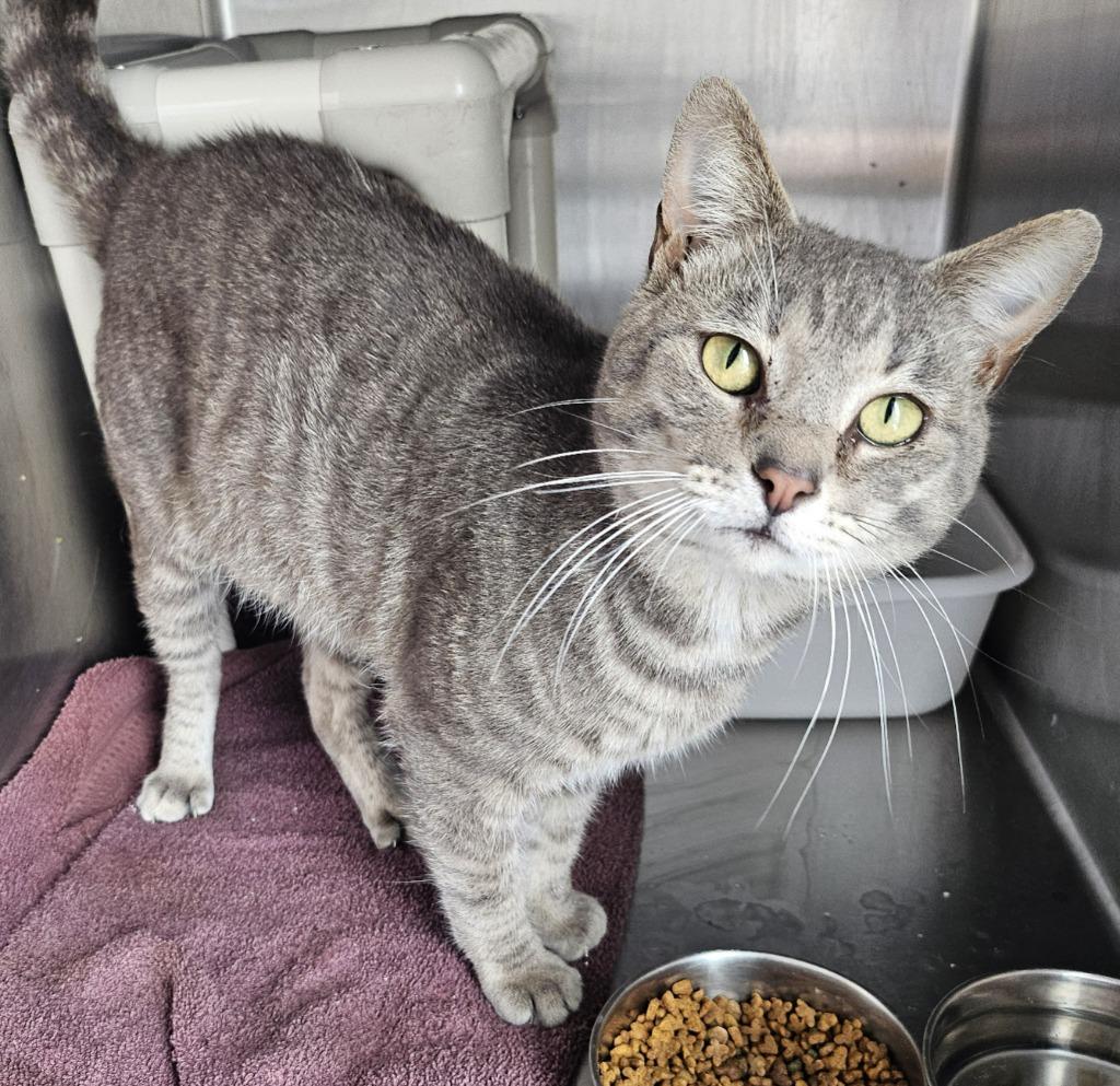 Graphite, Adoptable, Adult Male Domestic Short Hair.