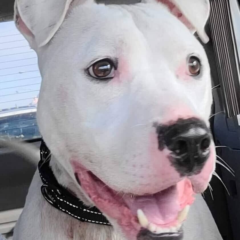 ZACK, Adoptable, Adult Male American Bulldog & Dogo Argentino.