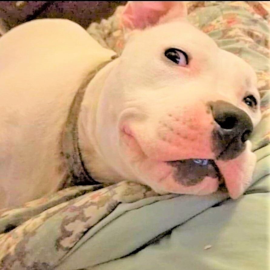 ZACK, Adoptable, Adult Male American Bulldog & Dogo Argentino.