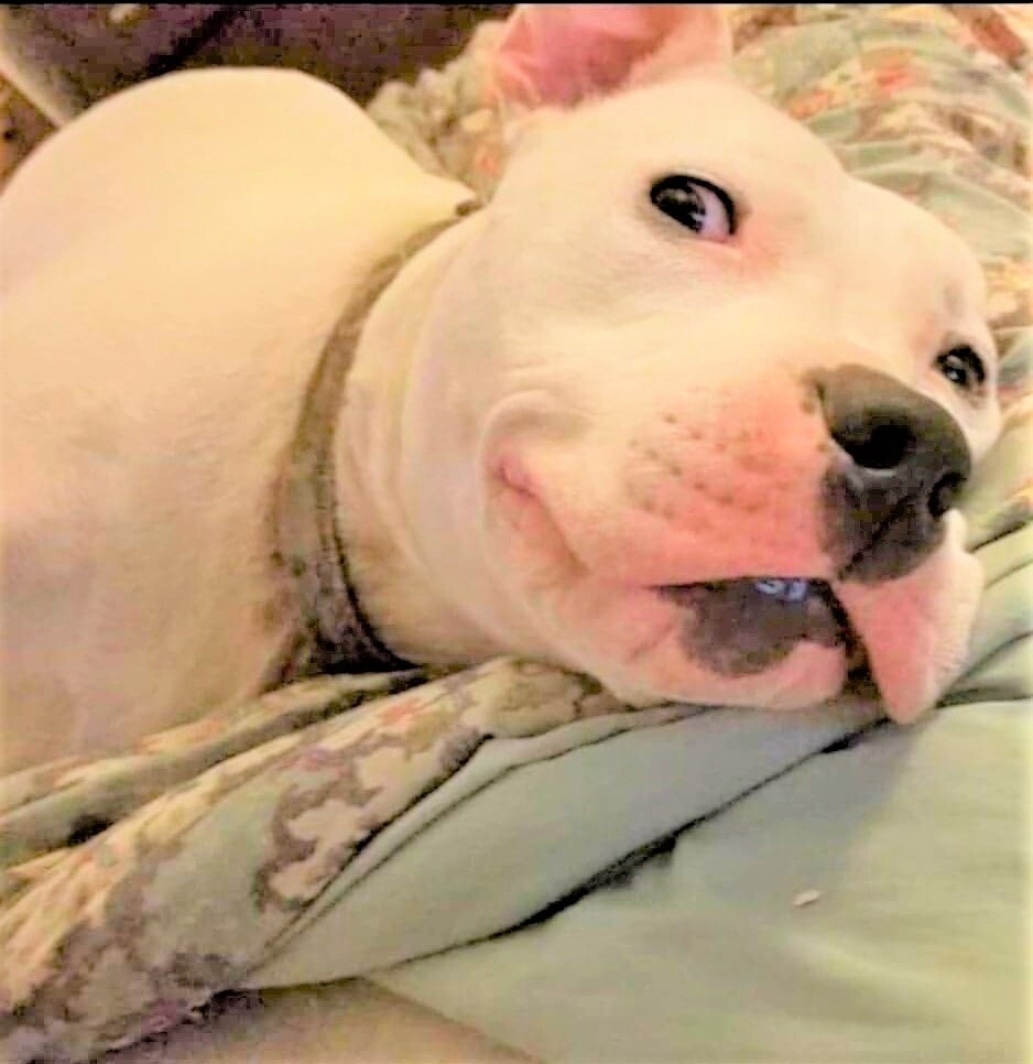 Enlarge ZACK, a Adoptable mixed breed in Burton, MI image 9/11