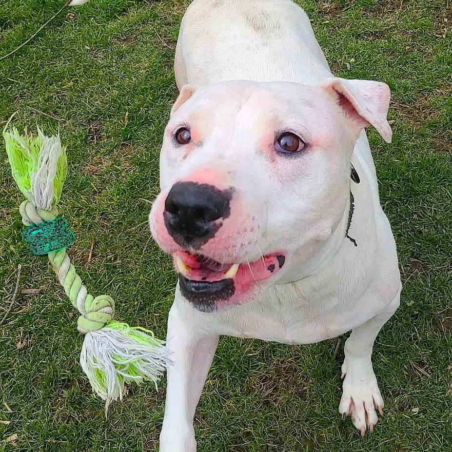 Enlarge ZACK, a Adoptable mixed breed in Burton, MI image 6/6