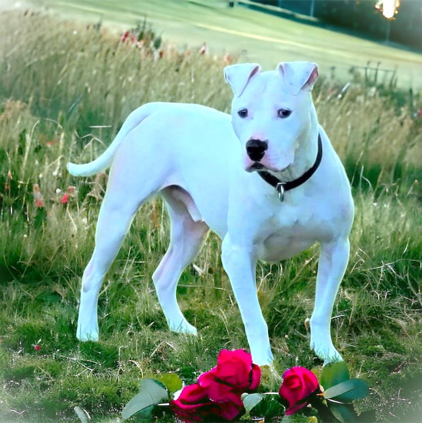 Enlarge ZACK, a Adoptable mixed breed in Burton, MI image 7/11