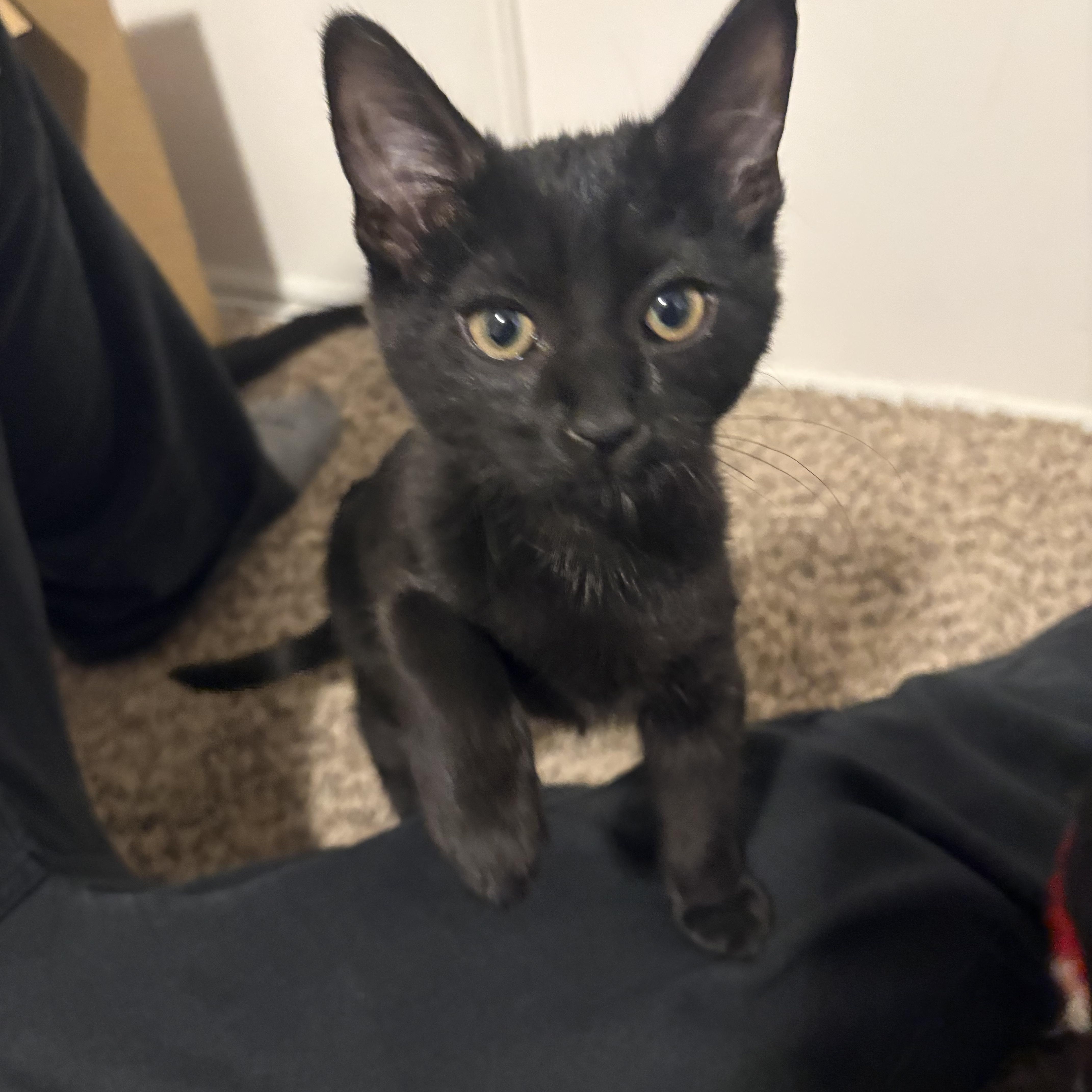 Corrin, an adopted Domestic Short Hair in Fontana, CA image 3/3