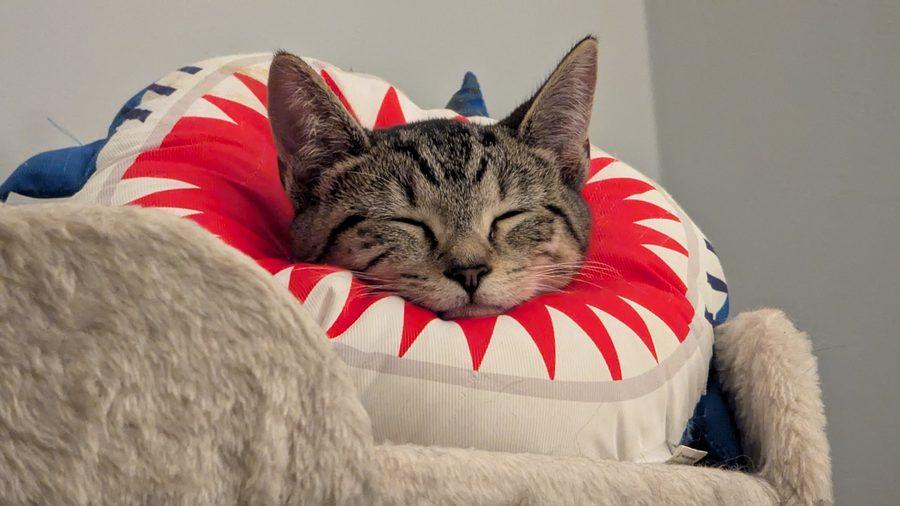 Enlarge Ori, a Adoptable Domestic Short Hair in Bowie, MD image 2/6