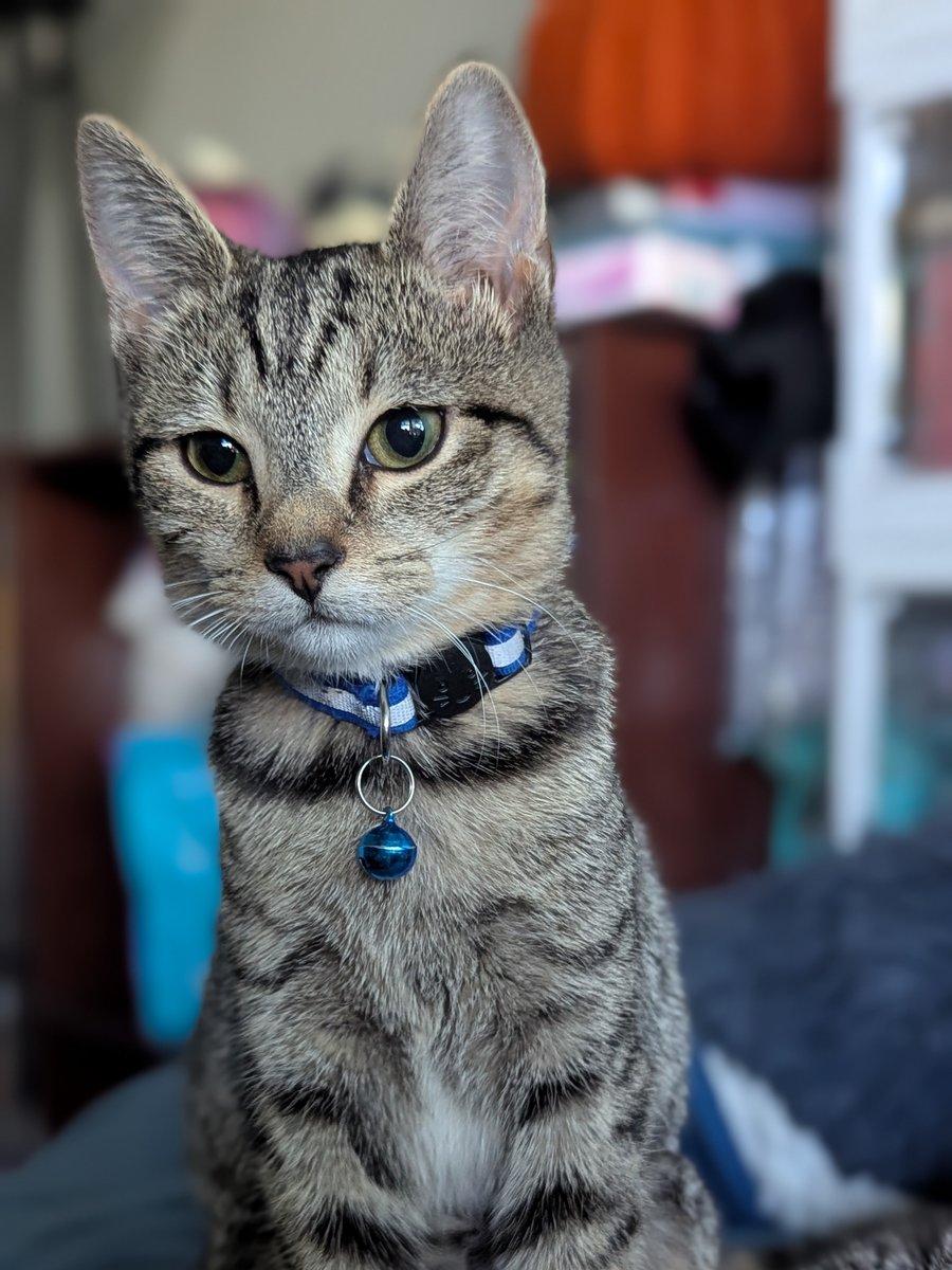 Enlarge Ori, a Adoptable Domestic Short Hair in Bowie, MD image 4/6