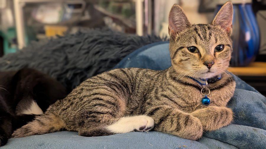 Enlarge Ori, a Adoptable Domestic Short Hair in Bowie, MD image 5/6