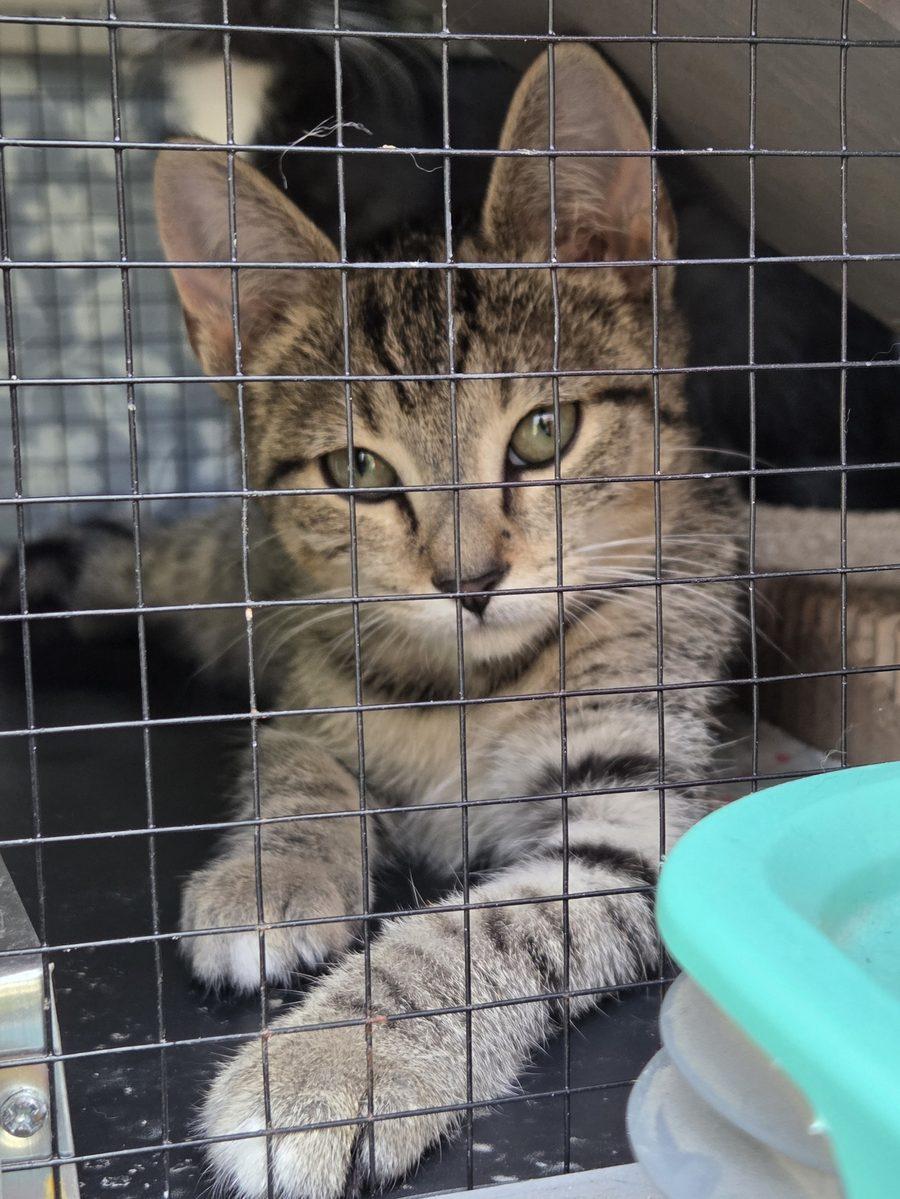 Enlarge Ori, a Adoptable Domestic Short Hair in Bowie, MD image 6/6