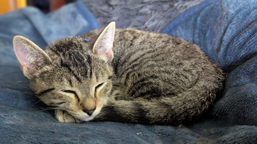 Ori, Adoptable, Kitten Female Domestic Short Hair.