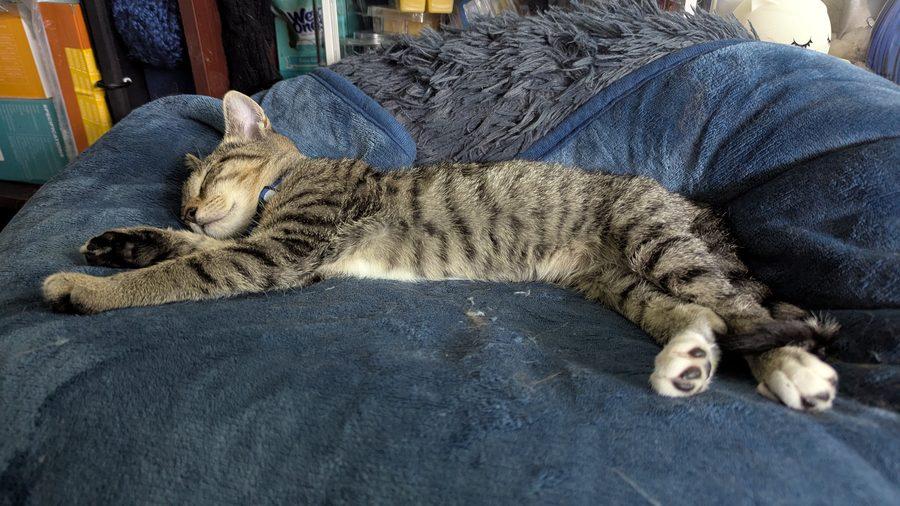 Enlarge Ori, a Adoptable Domestic Short Hair in Bowie, MD image 3/6