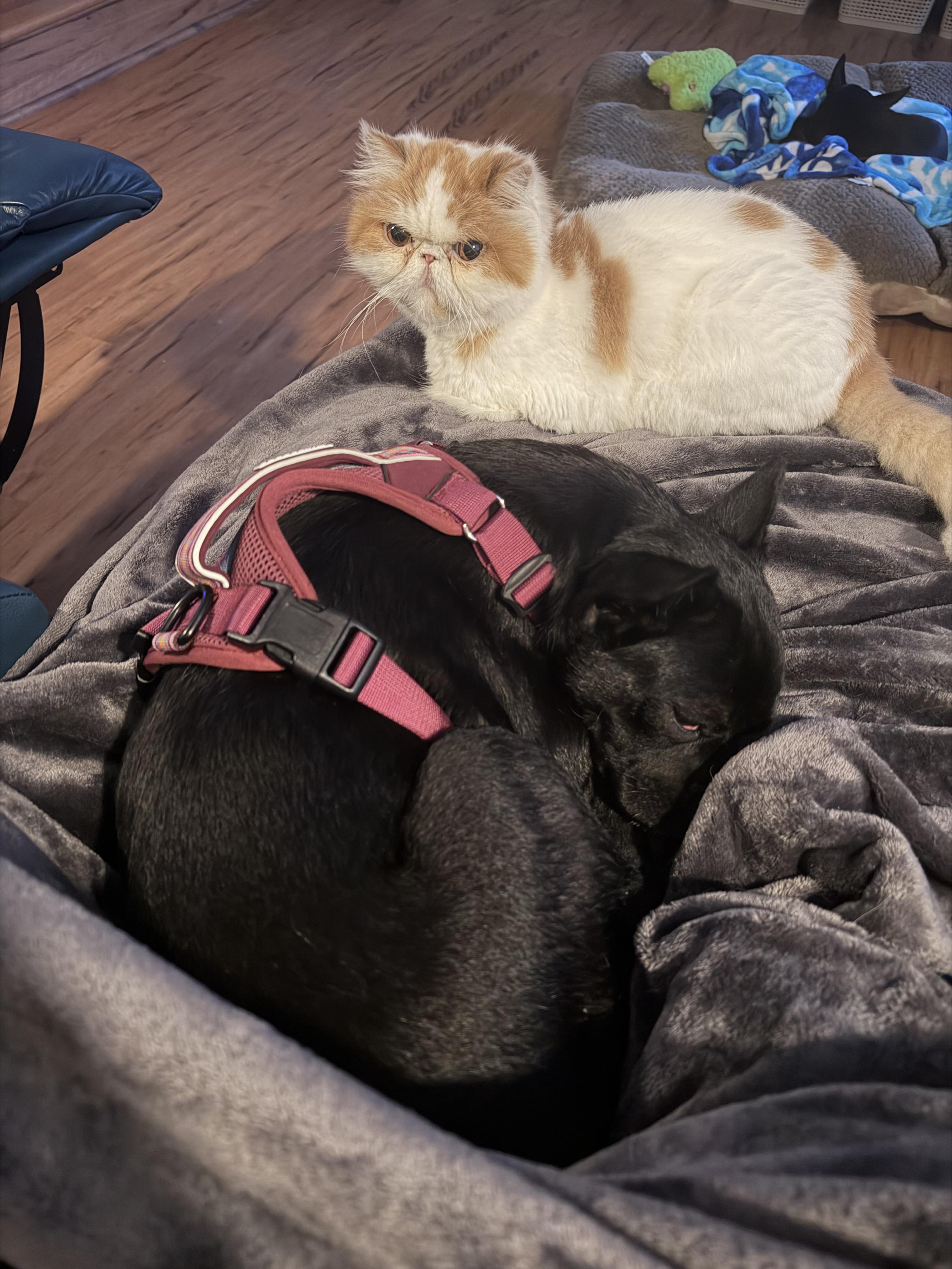 Enlarge Luna, an adopted Chihuahua in Newark, DE image 6/6