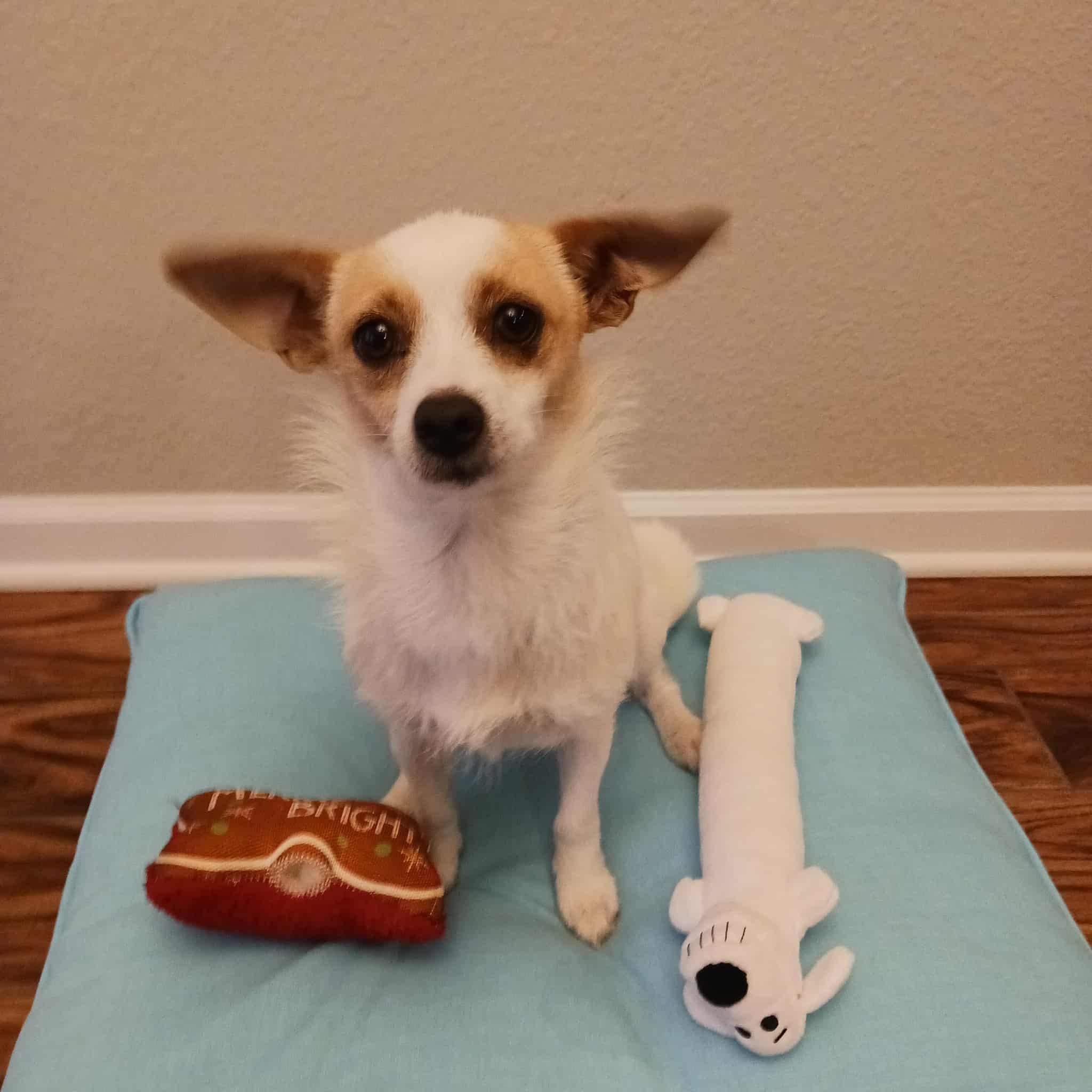 Daisy, a Adoptable mixed breed in Hopkinton, MA image 5/5