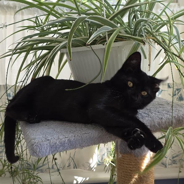 Enlarge Davina, a Adoptable Domestic Short Hair in Wakefield, MA image 1/6
