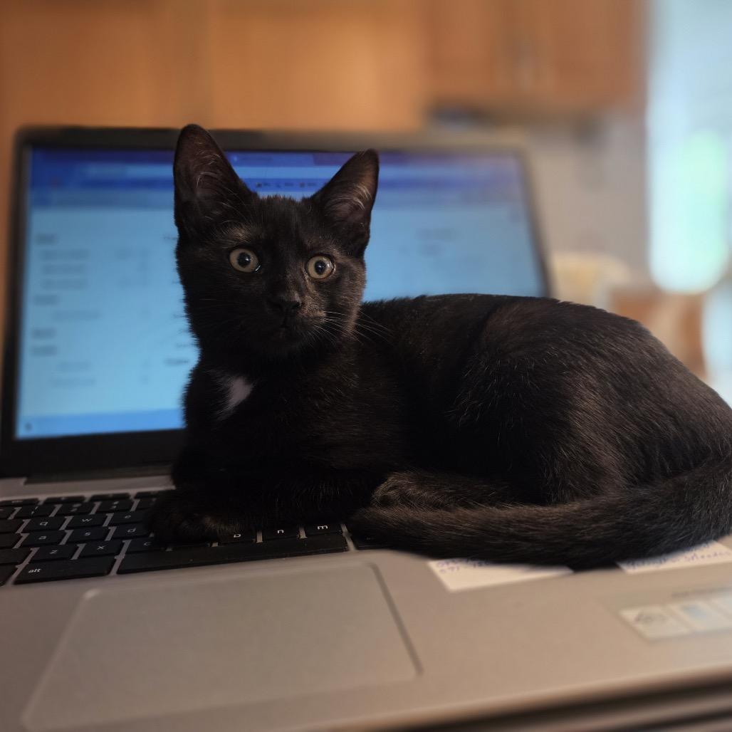 Enlarge Davina, a Adoptable Domestic Short Hair in Wakefield, MA image 4/6