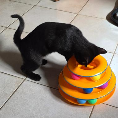 Enlarge Davina, a Adoptable Domestic Short Hair in Wakefield, MA image 6/6