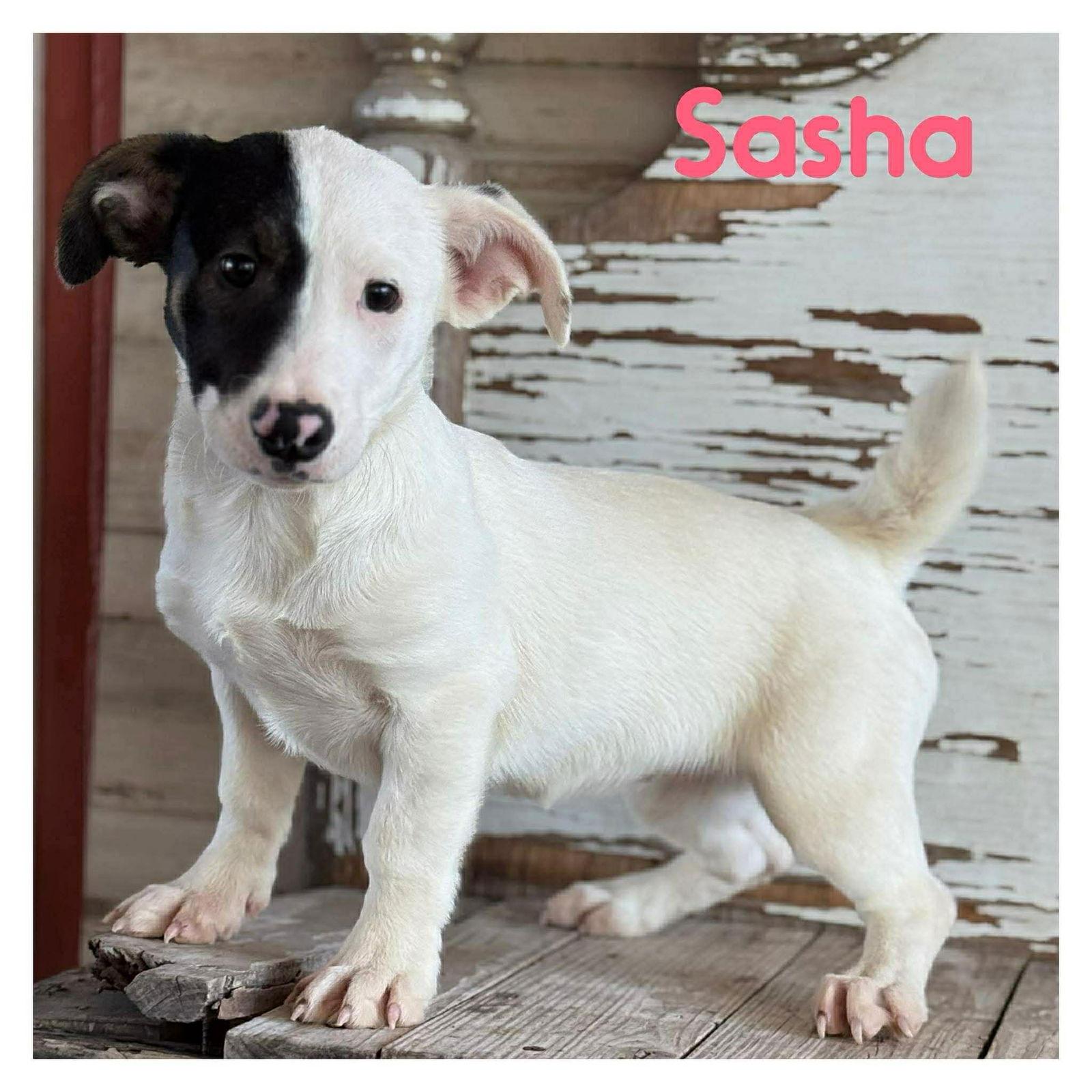 Sasha, Adopted, Puppy Female Corgi.