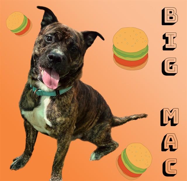 BIG MAC, Adoptable, Adult Male American Staffordshire Terrier & Boxer.