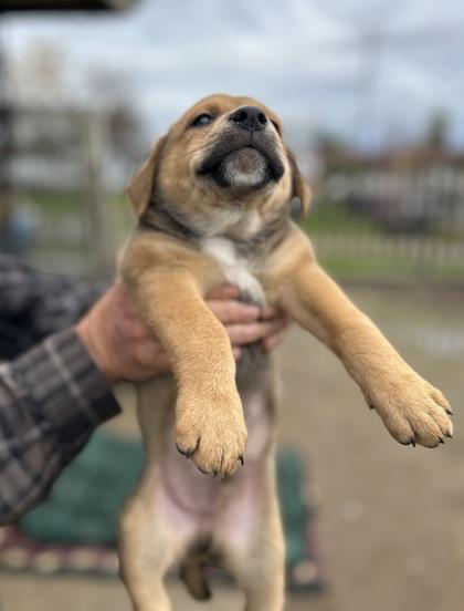 Enlarge Danny, a Adoptable mixed breed in Fresno, CA image 1/1
