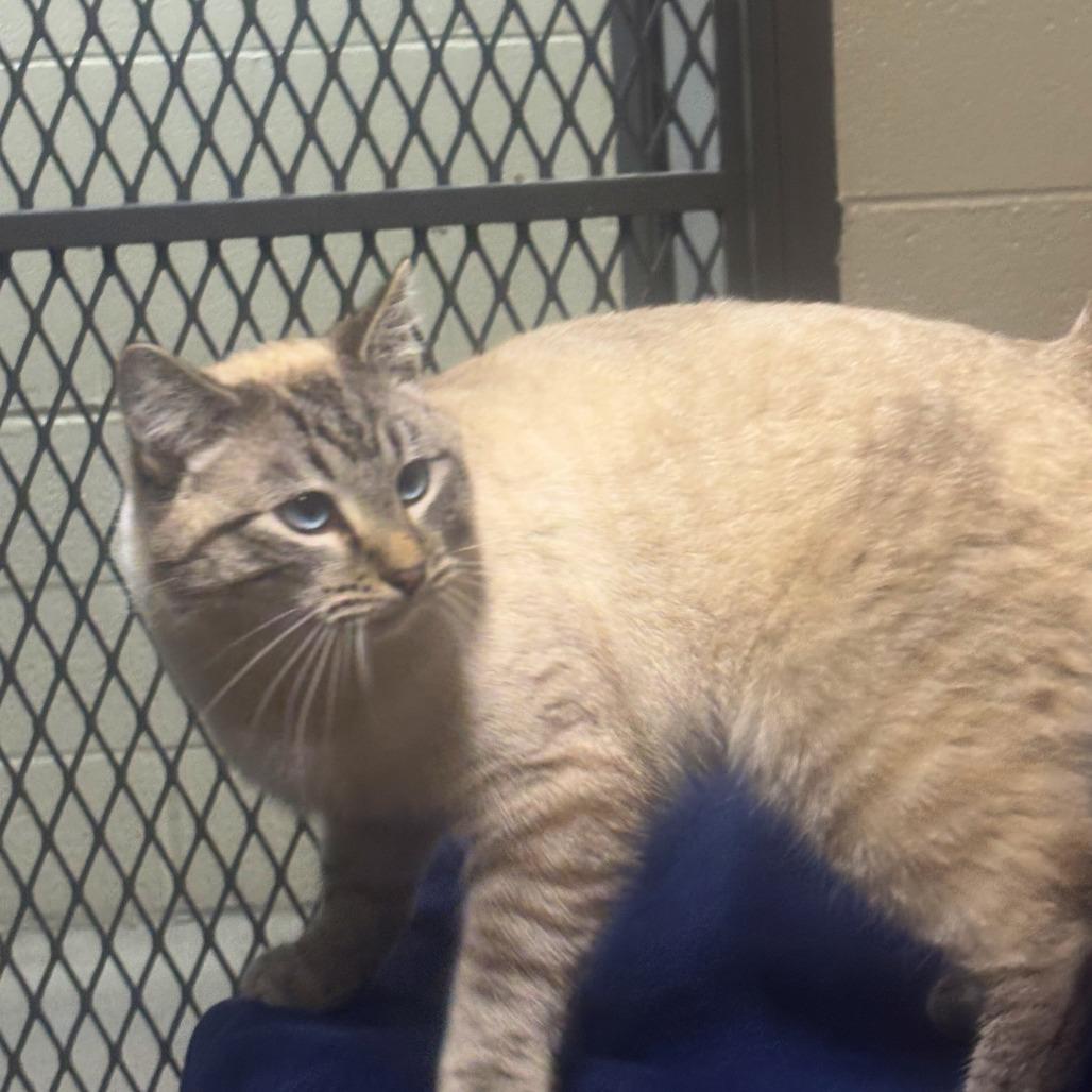 Glacier, a Adoptable mixed breed in Madisonville, KY image 1/3