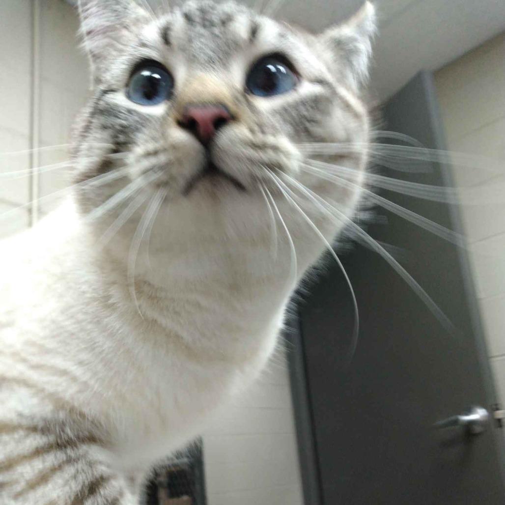 Glacier, a Adoptable mixed breed in Madisonville, KY image 2/3