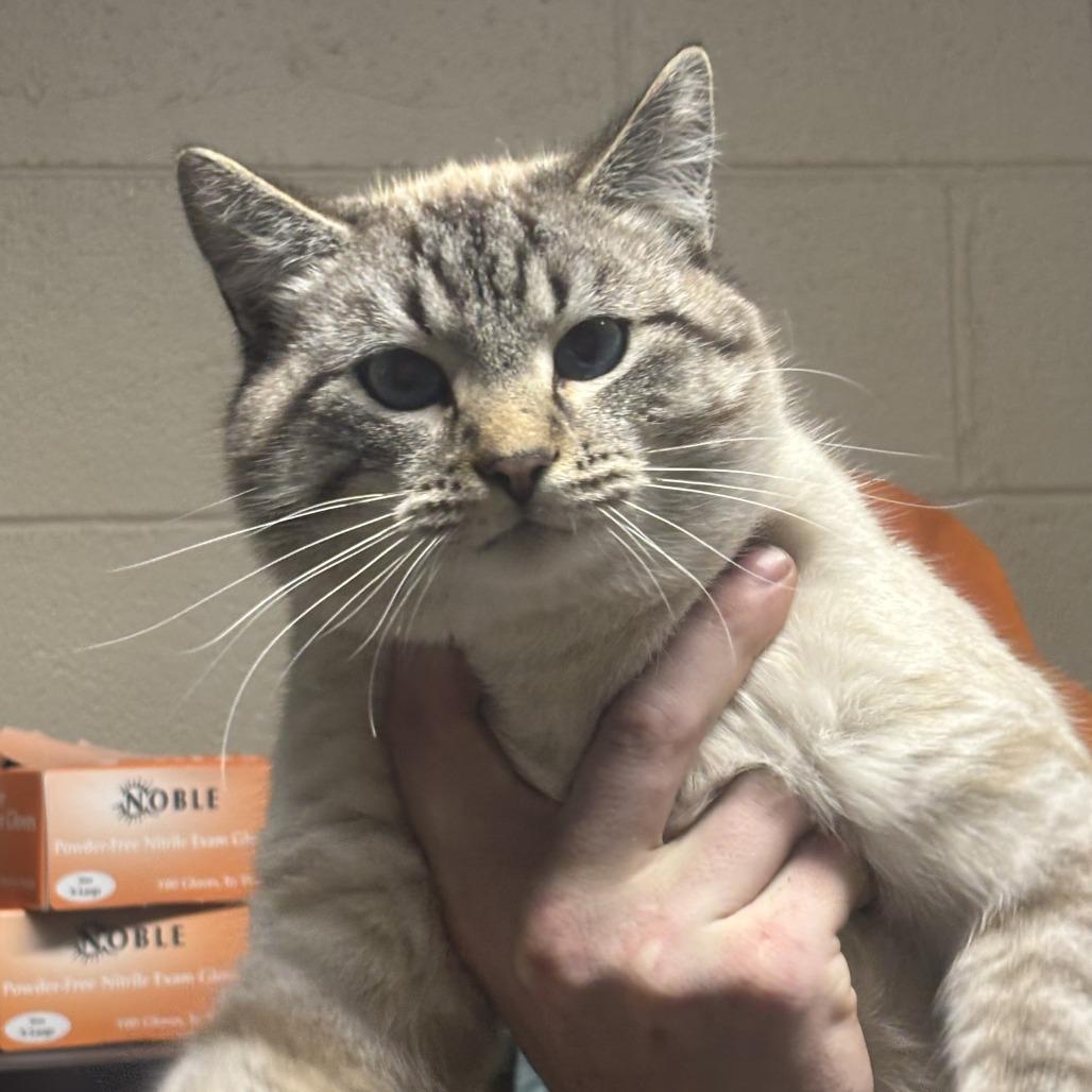 Glacier, a Adoptable mixed breed in Madisonville, KY image 3/3