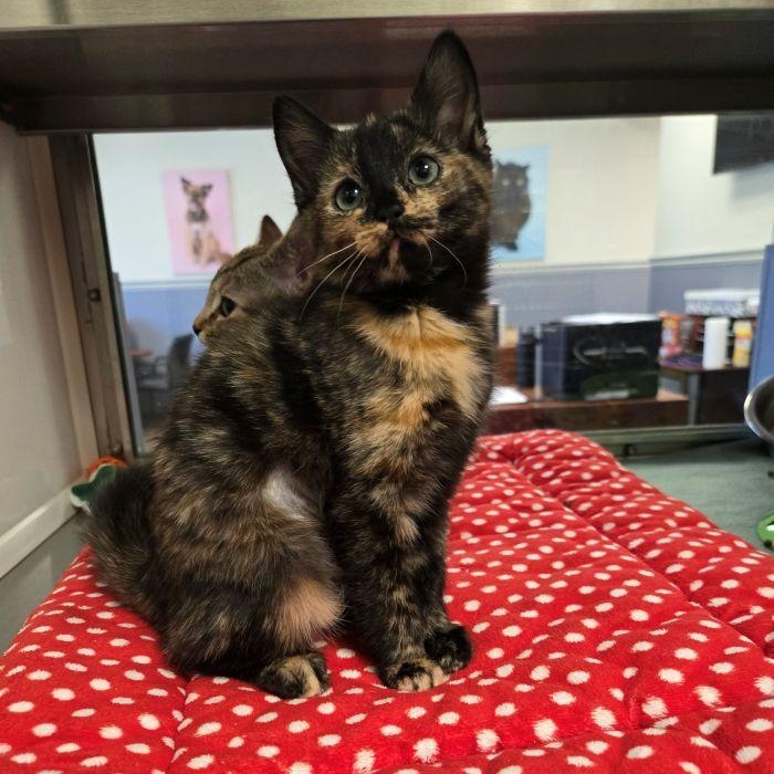 Lily, adopted, Kitten Female Tortoiseshell.