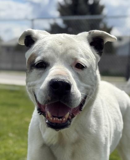 Rosie, an adoptable Mixed Breed in Hamilton, MT image 1/5