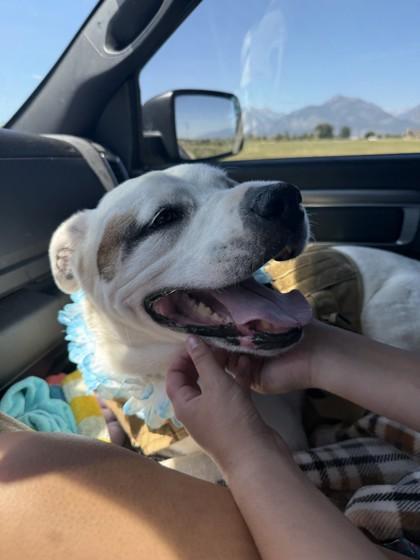 Enlarge Rosie, an adoptable Mixed Breed in Hamilton, MT image 3/6