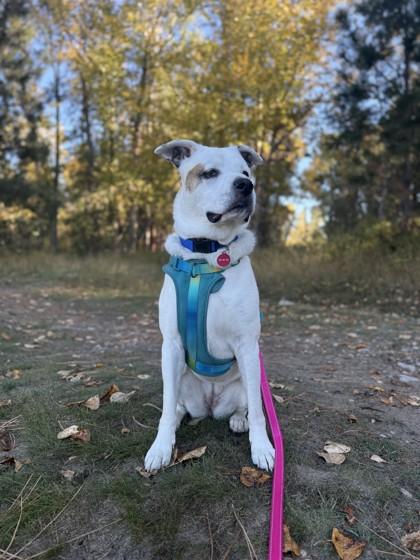 Enlarge Rosie, an adoptable Mixed Breed in Hamilton, MT image 6/6