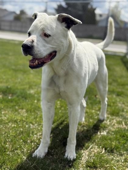 Rosie, an adoptable Mixed Breed in Hamilton, MT image 2/5