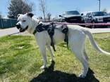 Rosie, an adoptable Mixed Breed in Hamilton, MT, 59840 | Photo Image 4