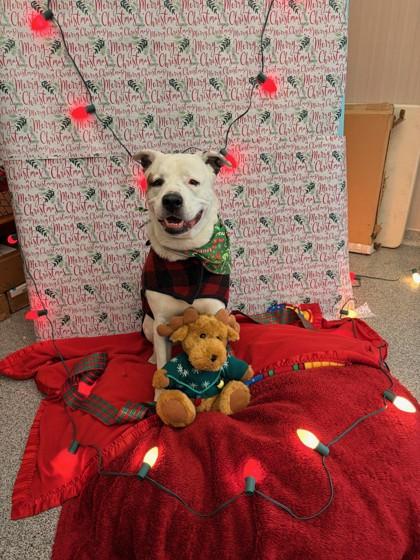 Enlarge Rosie, an adoptable Mixed Breed in Hamilton, MT image 4/6