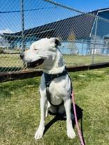 Rosie, an adoptable Mixed Breed in Hamilton, MT image 5/5