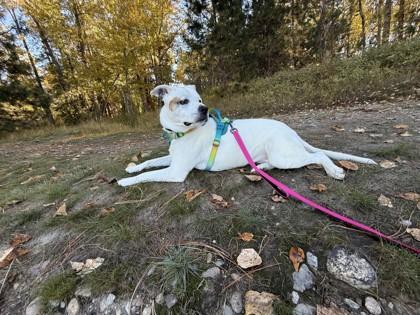 Enlarge Rosie, an adoptable Mixed Breed in Hamilton, MT image 5/6