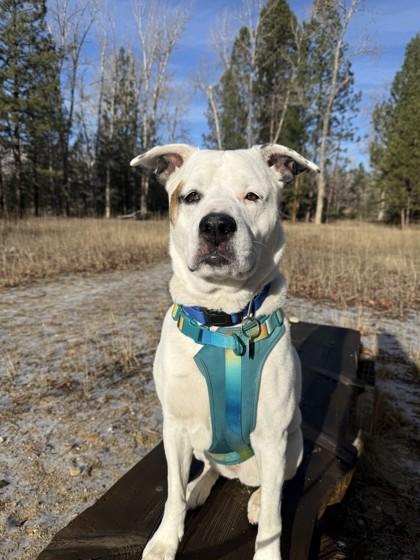 Enlarge Rosie, an adoptable Mixed Breed in Hamilton, MT image 1/6
