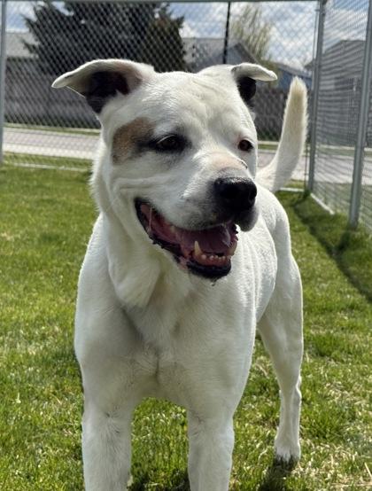 Rosie, an adoptable Mixed Breed in Hamilton, MT image 3/5