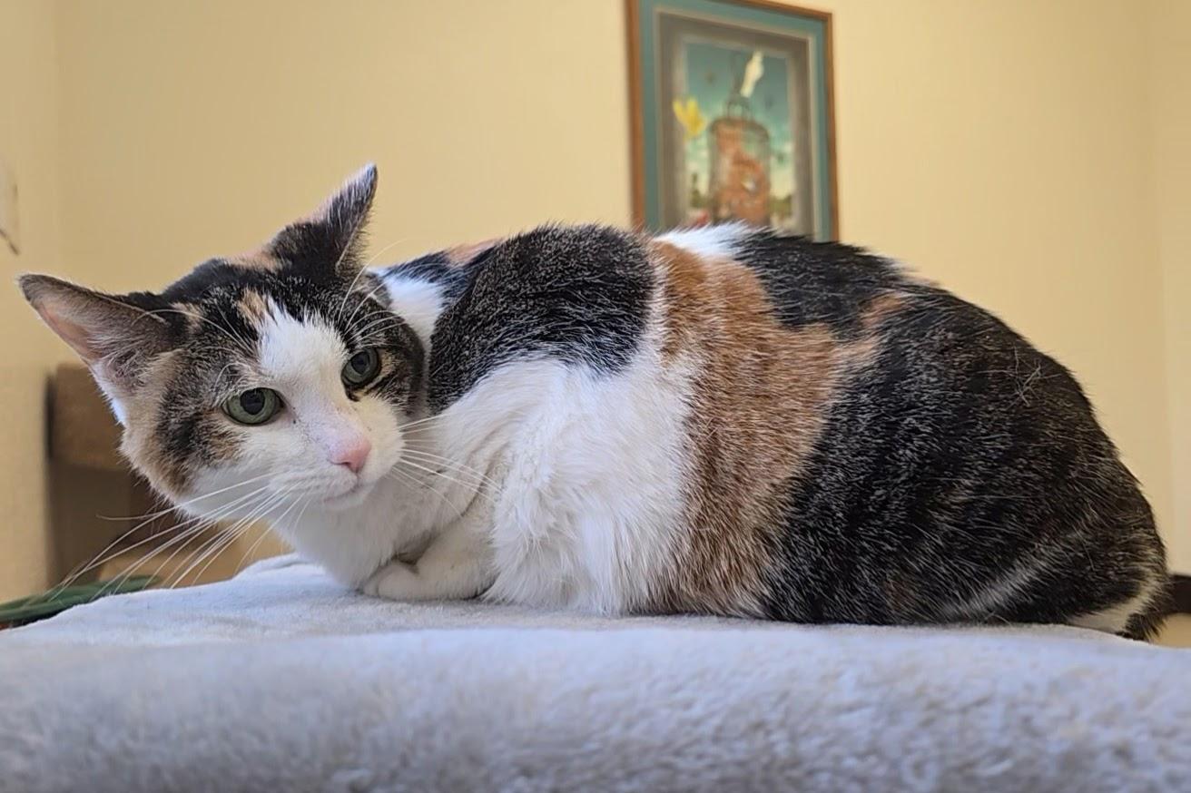 Enlarge Felicity, a ADOPTABLE Domestic Short Hair in Red Wing, MN image 5/5