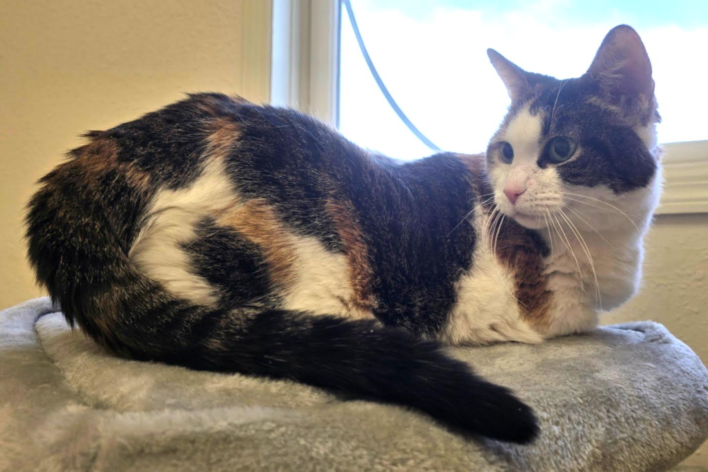 Enlarge Felicity, a ADOPTABLE Domestic Short Hair in Red Wing, MN image 2/5