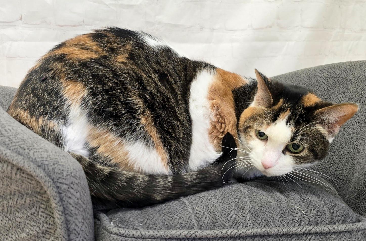 Enlarge Felicity, a ADOPTABLE Domestic Short Hair in Red Wing, MN image 4/5